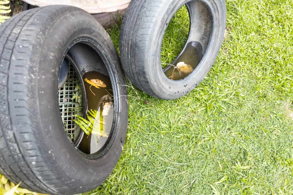 medidas para prevenir a dengue