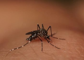 Goiás registra 13 mortes por dengue em 2024; confira cidades