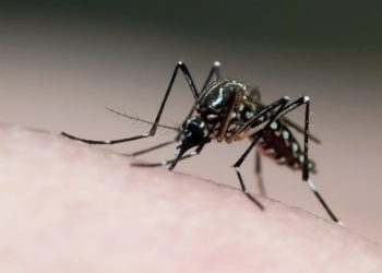 Goiás registra primeira morte por chikungunya em 2024