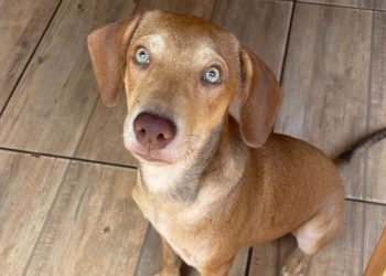 Shopping de Goiânia promove evento de adoção de cães e gatos; veja como adotar
