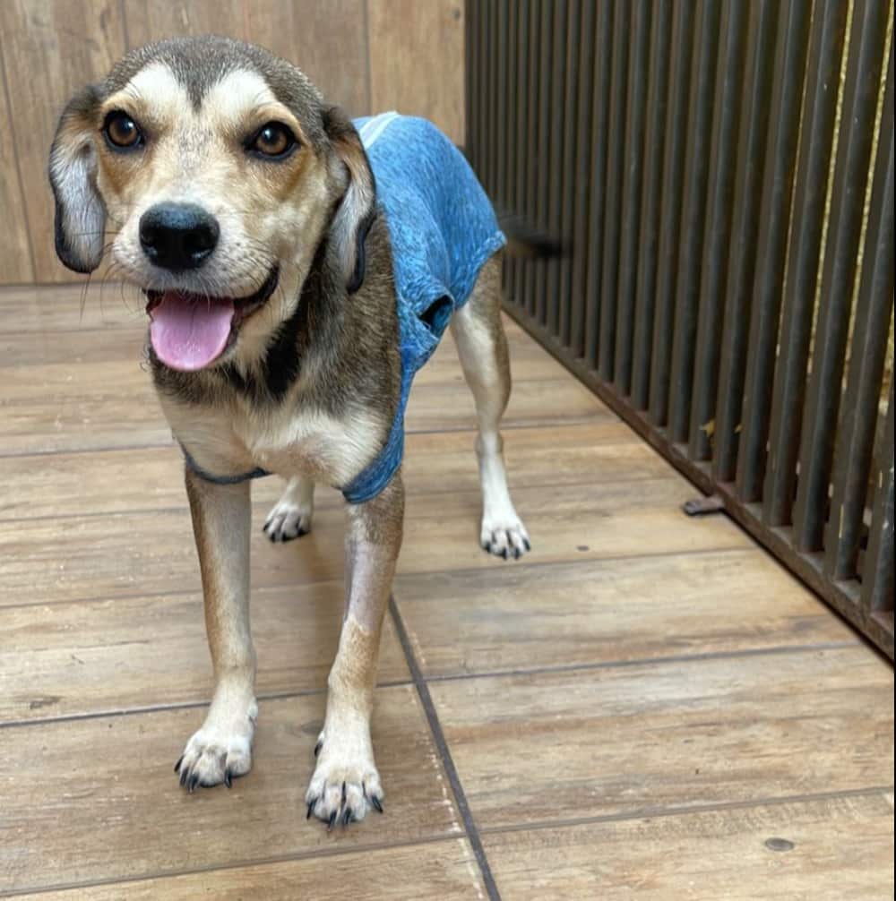 animais para adoção