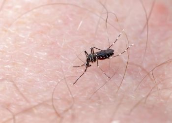 Número de mortes por dengue em Goiás sobe para sete, aponta SES