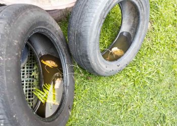 Em menos de 3 meses, número de mortes por dengue em Goiás supera todo ano de 2023