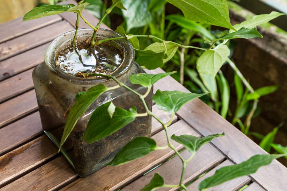 acúmulo de água pode provocar dengue