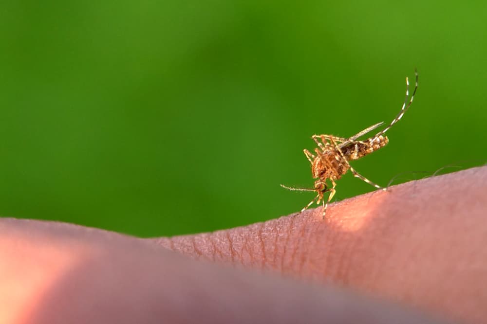 mosquito da dengue