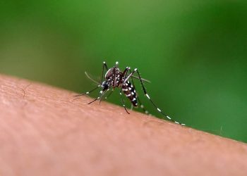Com mais de 100 mil casos de dengue confirmados em Goiás, cenário ainda é preocupante
