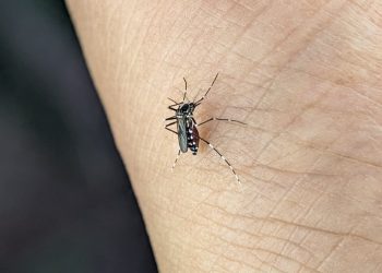 Goiás registra infecção simultânea de dengue e chikungunya em pacientes
