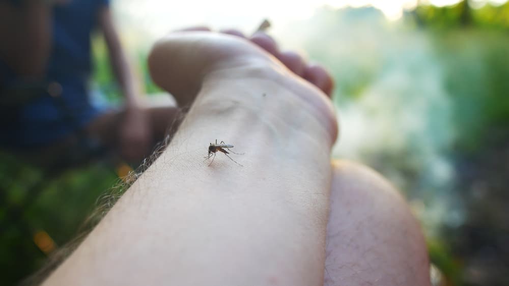 dengue em Goiás