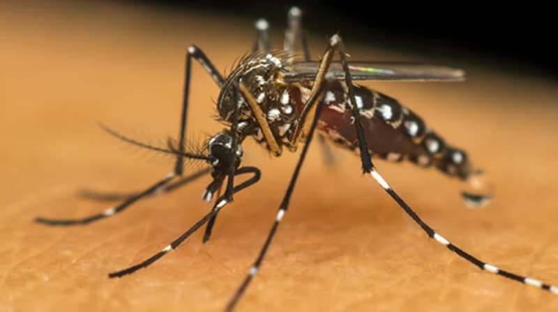 Dengue em Goiás