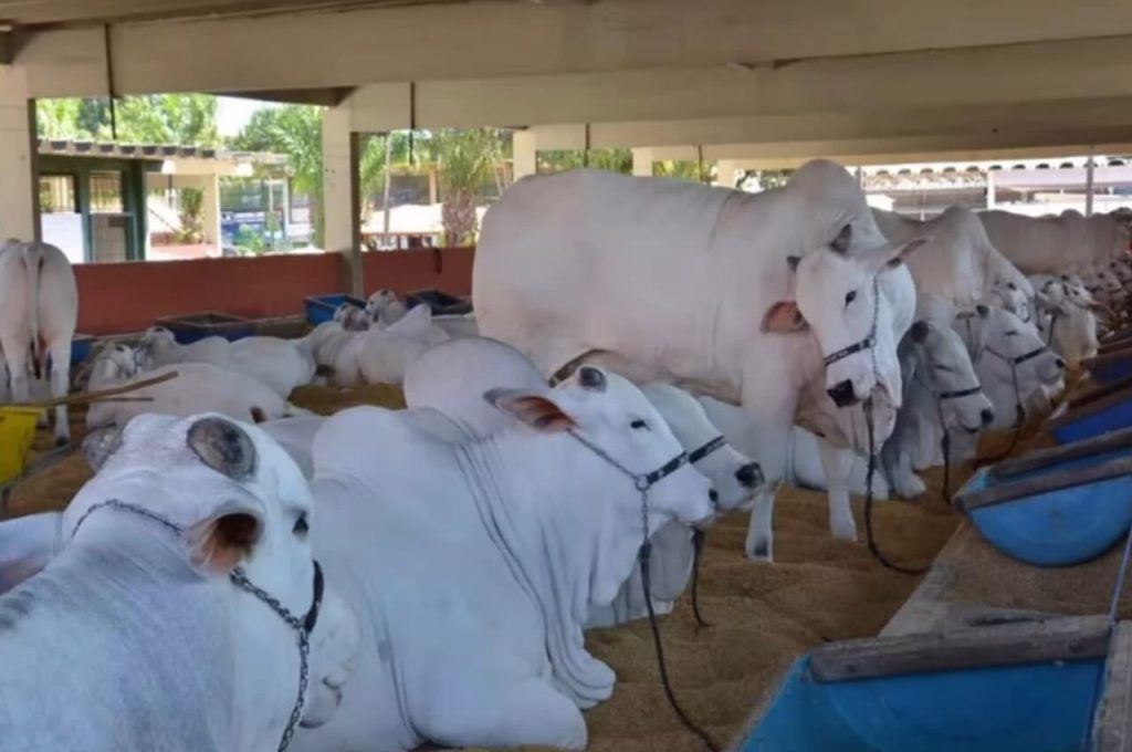 Exposição Agropecuária de Goiânia