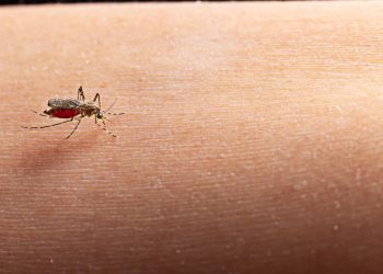 Goiás registra mais de 150 mortes por dengue neste ano