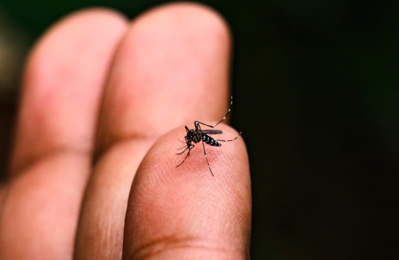 Morte por dengue