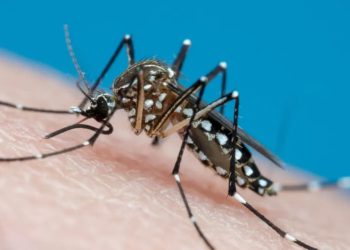 Servidor público de 22 anos morre com suspeita de dengue, em Goiás