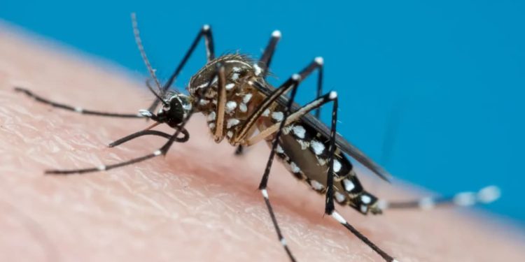 Servidor público de 22 anos morre com suspeita de dengue, em Goiás