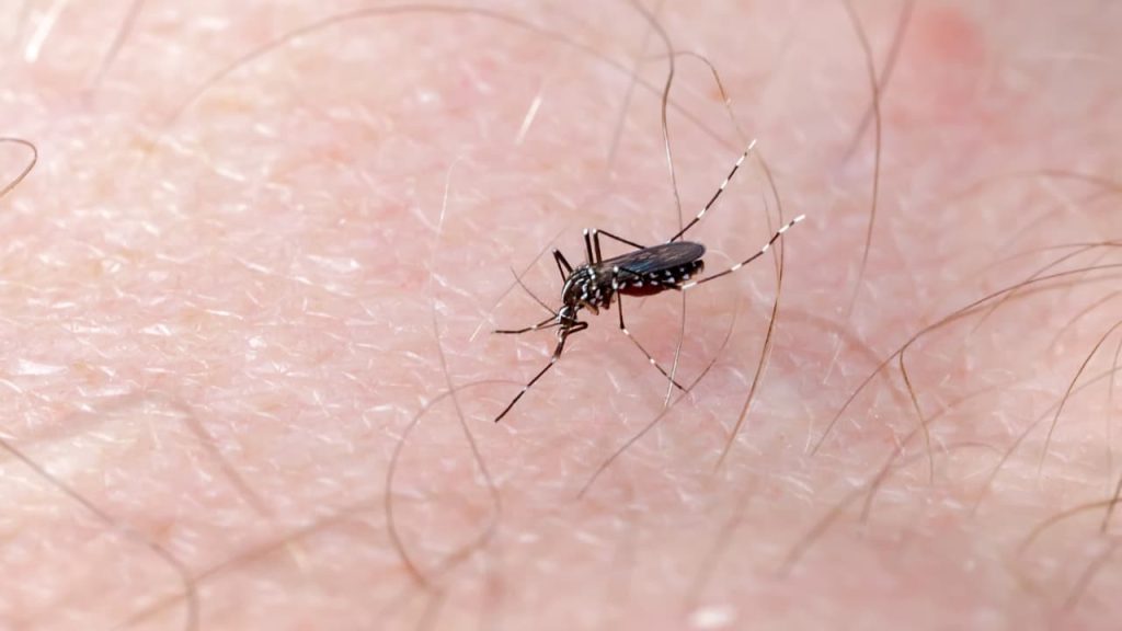 Goiás registra 380 mortes por dengue em 2024; este é o pior ano da doença