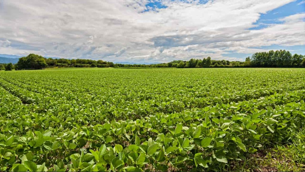 11 cidades de Goiás estão entre as mais ricas do agronegócio; veja a lista
