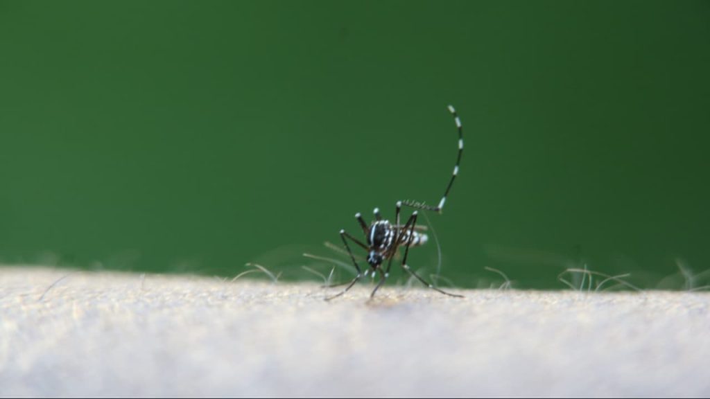 Dengue tipo 3 volta a ser registrada em Goiás após 17 anos; saiba os riscos da doença