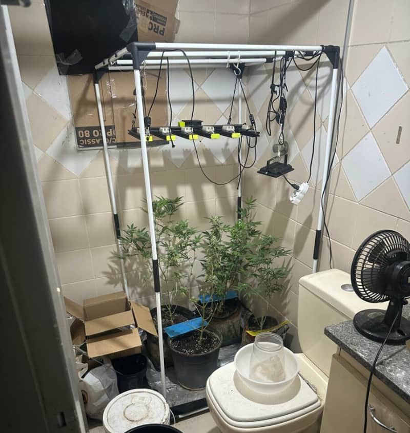 laboratório de maconha