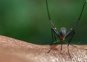 Dengue em 2025 já soma mais de 1 milhão de casos prováveis no Brasil