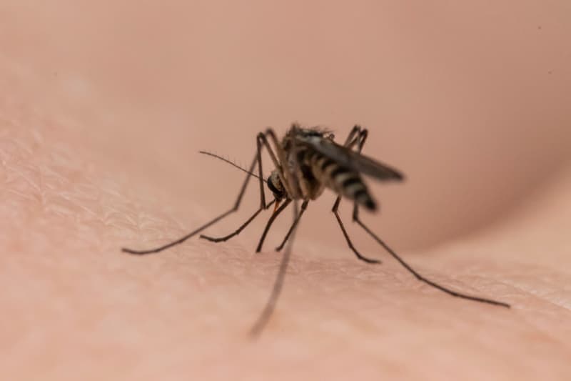 Dengue