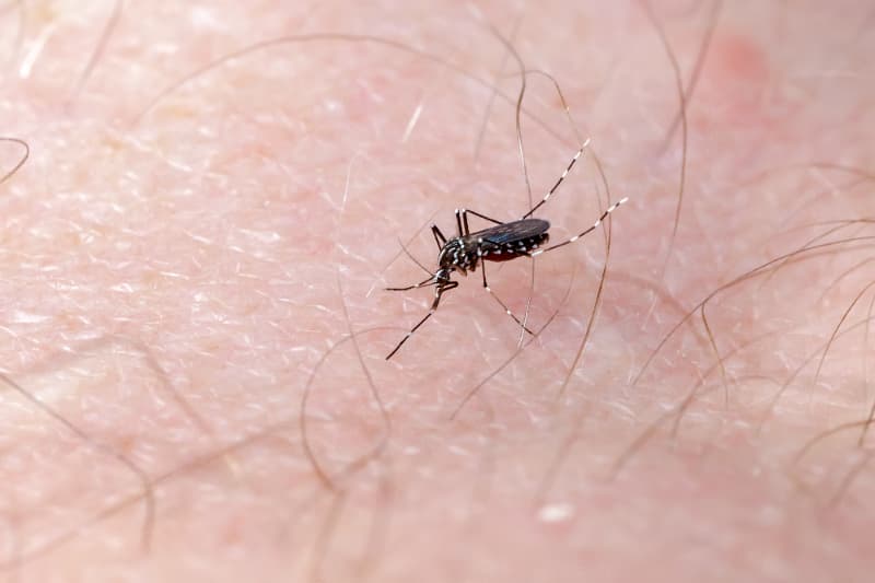 Dengue