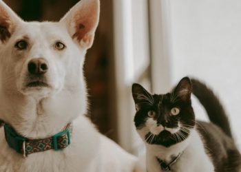 SinPatinhas: Veja como fazer gratuitamente o RG para cães e gatos