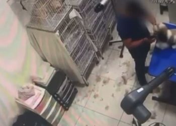 Cadela sofre lesão no olho ao ser agredida durante tosa em pet shot de Aparecida de Goiânia