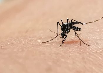 Goiás implanta estratégia que solta mosquitos com bactéria para conter avanço da dengue
