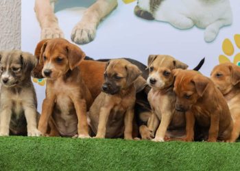 Goiânia e Aparecida recebem feiras de adoção de cães e gatos neste fim de semana