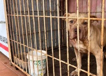 Menino morre após ser atacado por cachorro dentro de casa, em Itumbiara