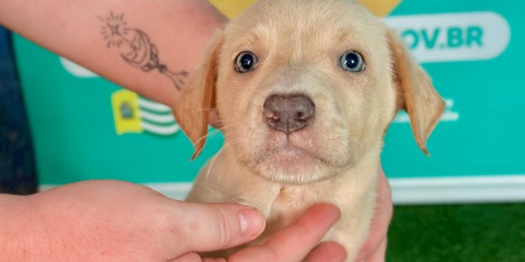 Feira “Deu Match com Meu Pet” promove adoção responsável em Aparecida de Goiânia