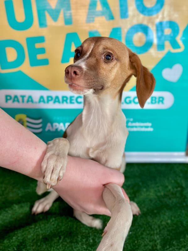 adoção de pets