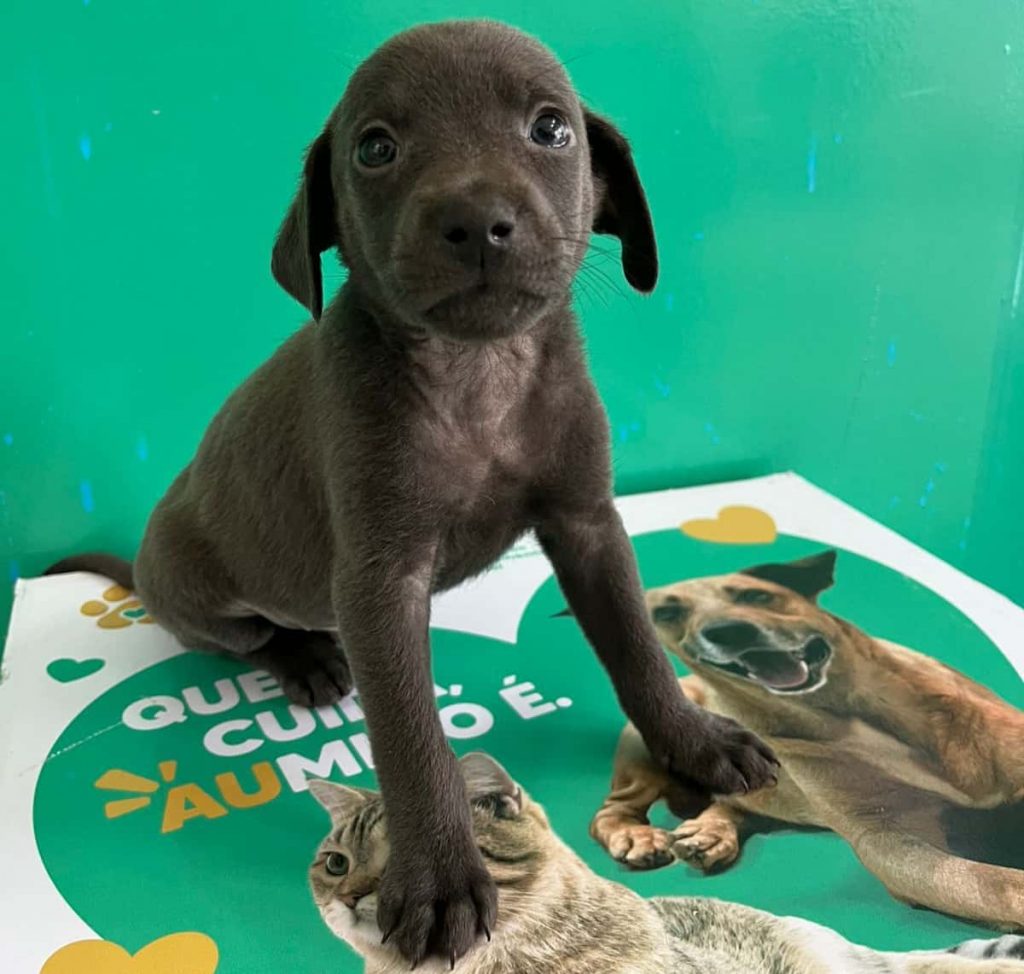 Adoção de pets Aparecida