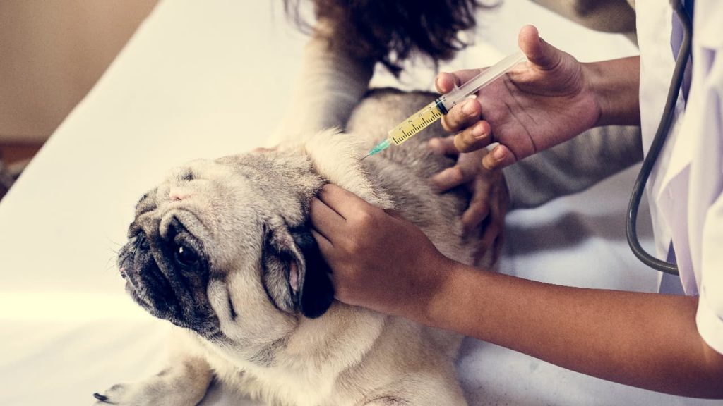 Goiânia realiza Dia D de vacinação antirrábica em cães e gatos neste sábado (11)