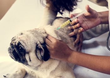 Goiânia realiza Dia D de vacinação antirrábica em cães e gatos neste sábado (11)