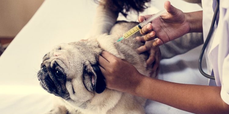 Goiânia realiza Dia D de vacinação antirrábica em cães e gatos neste sábado (11)