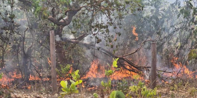 Incêndios na Chapada dos Veadeiros: dois são presos e multas podem chegar a R$ 50 milhões