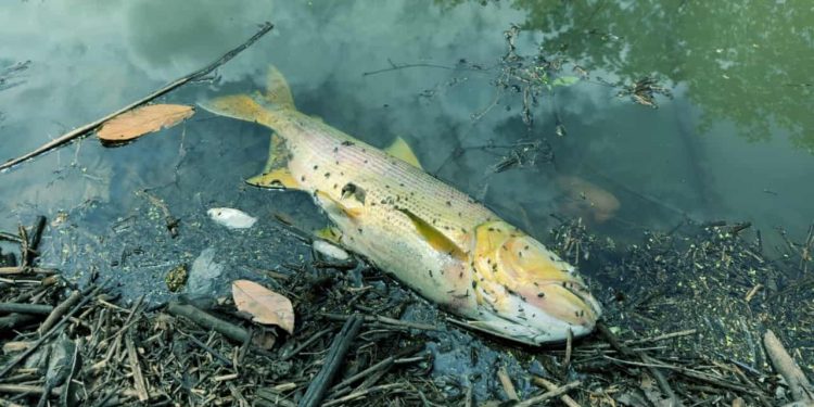 Semad investiga morte de peixes em córrego de Trindade