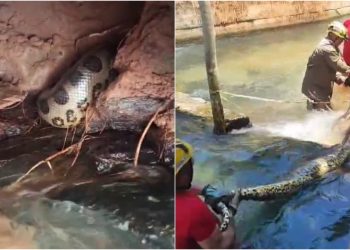 Sucuri gigante é encontrada em hotel de Rio Quente e assusta banhistas; veja vídeo