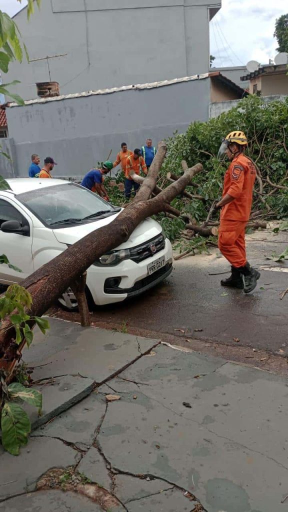 Queda de árvore em Goiânia