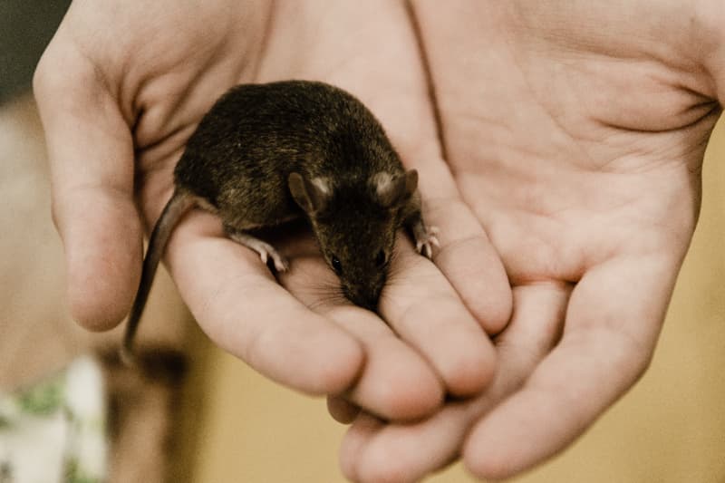 Rato flagrado em padaria