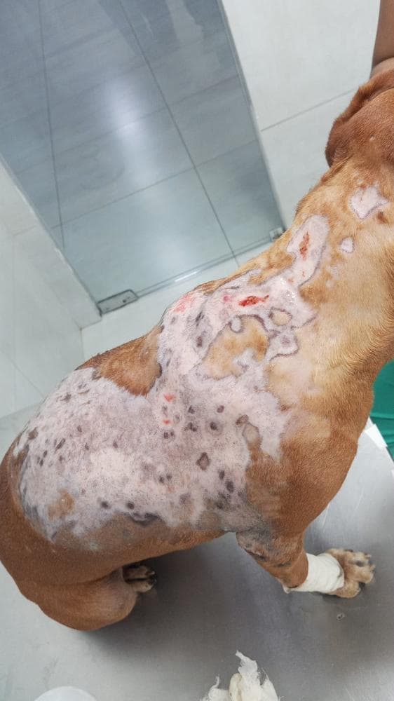 cão comunitário queimado