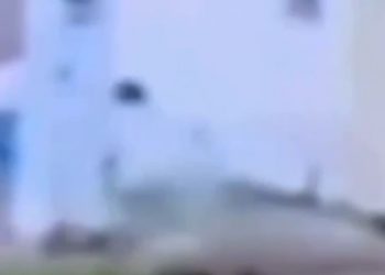 Cachorro comunitário é espancado a pauladas em Nerópolis; vídeo