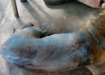 Homem é preso suspeito de jogar gasolina e atear fogo em cachorro, em Aparecida