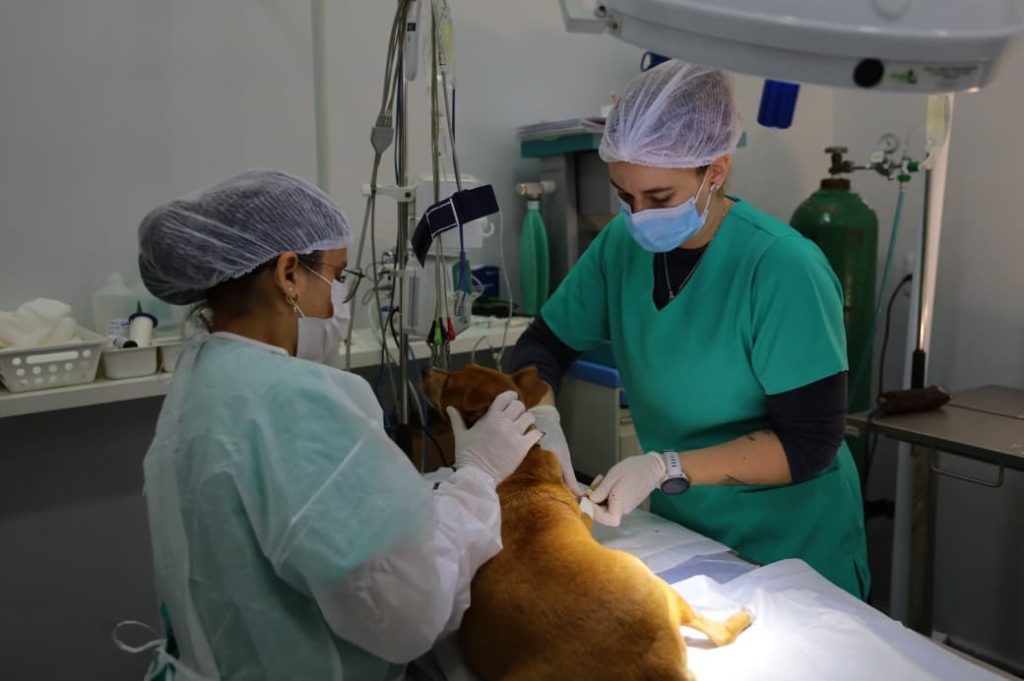 Castração de cães e gatos