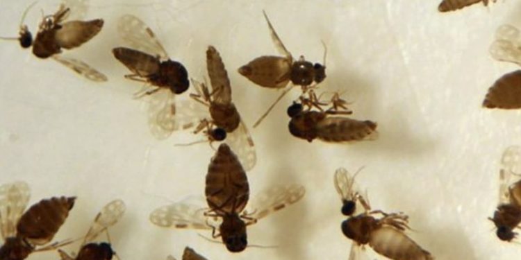 Goiás confirma primeiro caso de febre Oropouche com transmissão em Anápolis