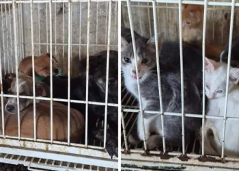 Animais são resgatados em situação de maus-tratos em estabelecimento de Goiânia