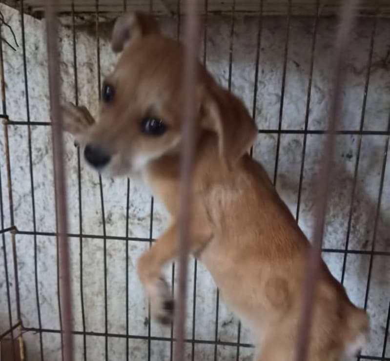 Investigação em petshop