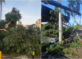 Temporal com granizo causa estragos e derruba árvores em Goiânia e região metropolitana