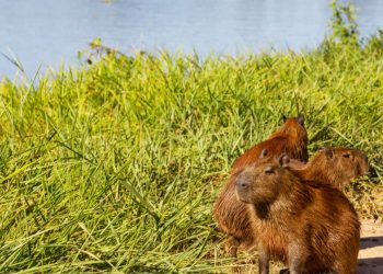 Capivaras são encontradas mortas em lago no Jardim Botânico em Goiânia